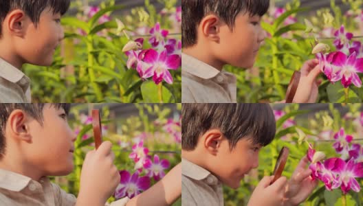 一个小男孩在花园里用放大镜探索大自然寻找昆虫。排出,孩子,人,技术、春天、科学,夏天,有趣的概念。高清在线视频素材下载