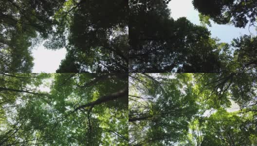 茂密的森林。树顶的底部视图。森林里的大树遮住了天空。高清在线视频素材下载