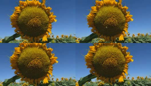 向日葵开花与成熟高清在线视频素材下载