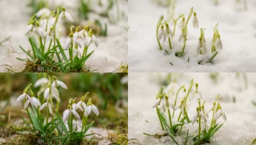 美丽的雪花莲盛开，雪融化在春天的时间流逝高清在线视频素材下载
