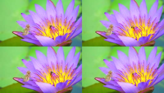 蜜蜂在池塘里盛开的粉红色荷花的花粉上找到甜蜜，树叶上有昆虫的污渍高清在线视频素材下载
