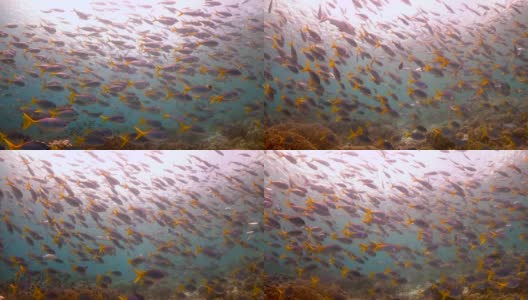 一大群热带鱼游过五彩斑斓的珊瑚礁高清在线视频素材下载