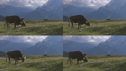 奶牛和特雷西米山或Drei Zinnen的观点高清在线视频素材下载