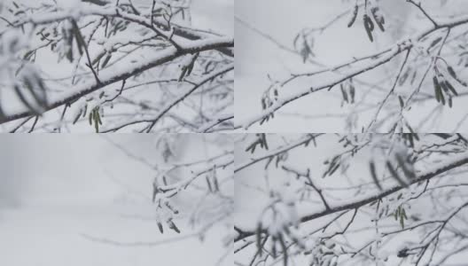 极端跟踪近距离拍摄沿雪覆盖的树枝高清在线视频素材下载