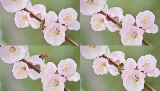 (选择性焦点)近距离观看蜜蜂收集花蜜从樱花的一些雌蕊在开花季节，日本京都高清在线视频素材下载