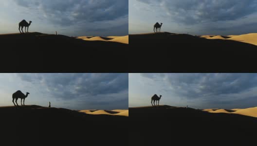 一个阿拉伯人在沙丘中向骆驼走去高清在线视频素材下载