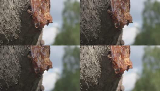 一滴树液滴在新砍的树干的树枝上高清在线视频素材下载