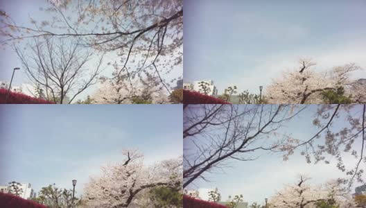 樱花盛开在千代田区九段市，东京高清在线视频素材下载