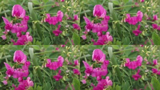 自然背景的夏季紫色粉红色的野花与复制空间。4k花卉背景为您的项目。野生动物有机旅游理念高清在线视频素材下载