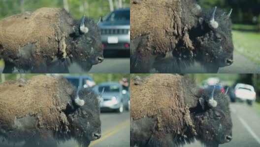 黄石国家公园中野牛过马路的特写慢动作电影高清在线视频素材下载