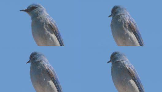山蓝鸟的特写镜头高清在线视频素材下载