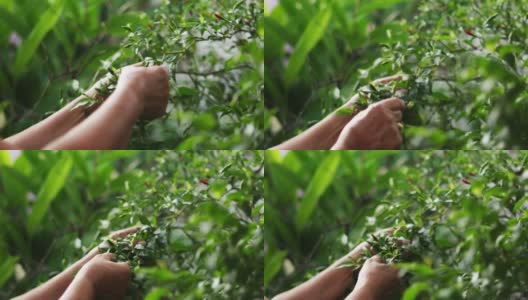 女人的手从树上摘辣椒。高清在线视频素材下载