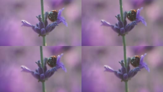 瓢虫在盛开的薰衣草在日落的田野。普罗旺斯,法国。关闭了。有选择性的重点。缓慢的运动。薰衣草花春天背景与美丽的紫色颜色和散景灯高清在线视频素材下载
