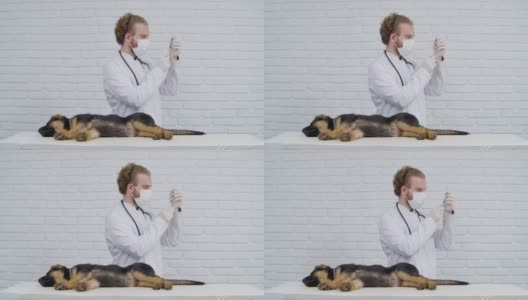 兽医给困倦的幼犬注射疫苗高清在线视频素材下载