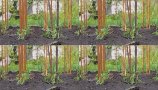 番茄种植后在地上培养幼苗。有机培育天然产品。农业。农村季节处理土壤。高清在线视频素材下载