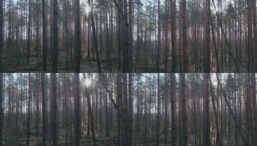 春天的森林。背景高清在线视频素材下载