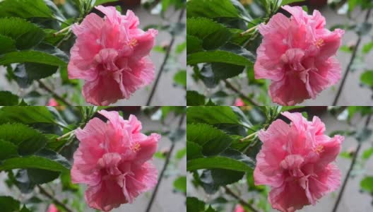 美丽的红色和粉红色的花在花园里轻轻摇曳高清在线视频素材下载
