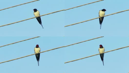 电线上的鸟高清在线视频素材下载