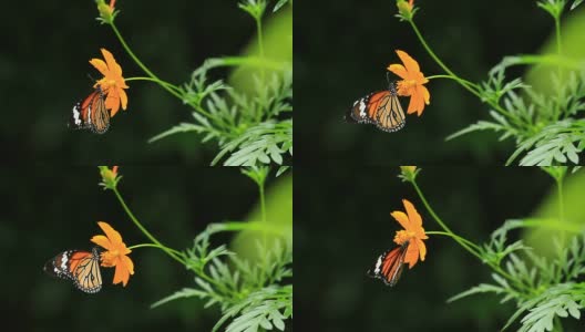 以橘花为食的帝王蝶高清在线视频素材下载