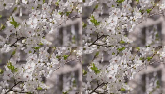 樱桃树五月初开花。高清在线视频素材下载