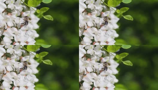 蜜蜂从刺槐花上采集花蜜。高清在线视频素材下载