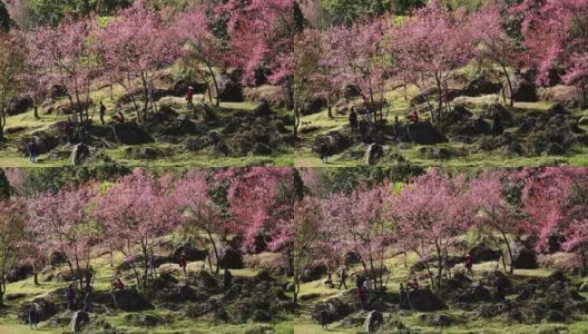 泰国清迈的樱花高清在线视频素材下载