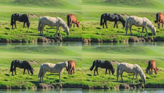 马在绿草地上吃草高清在线视频素材下载