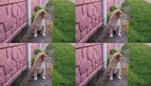 傍晚，一只可爱的流浪小狗坐在篱笆下。国际流浪动物日。高清在线视频素材下载