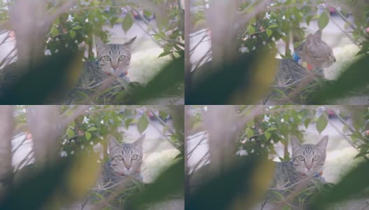 可爱的小懒猫休息在篱笆墙上的顶部，在户外花园公园的前景与绿色的自然植物看着相机。高清在线视频素材下载
