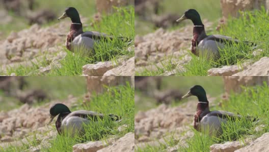 在一个阳光明媚的春日，一只鸭子坐在国家公园的绿草地和石头上高清在线视频素材下载