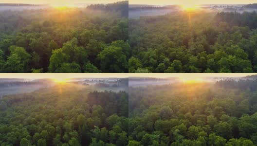 镜头缓缓升起，飞过茂密的森林。黎明时分，在一片壮丽的雾蒙蒙的森林里。黄色太阳温暖的光线照在地平线上。空中HDR高质量拍摄高清在线视频素材下载
