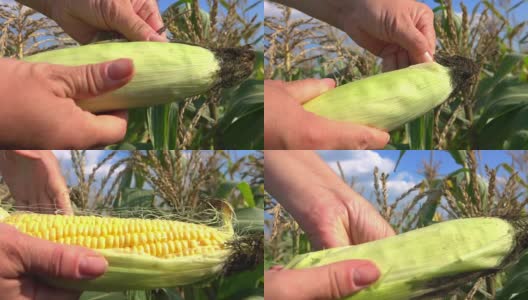 一个农民剥熟玉米的手的特写高清在线视频素材下载