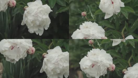 白色的牡丹花雨后带着露珠，美丽的花在公园里。花盛开的牡丹。高清在线视频素材下载