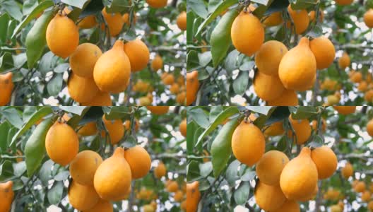 在柠檬温室里，树上挂着许多成熟的黄柠檬。柠檬的花园。关闭视图高清在线视频素材下载