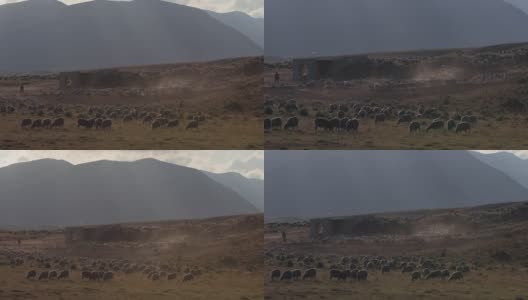 意大利农村:羊在阿布鲁佐高清在线视频素材下载