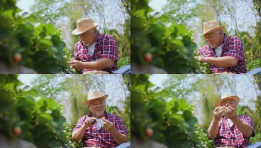 4K快乐亚洲高级男子农民在草莓农场工作高清在线视频素材下载