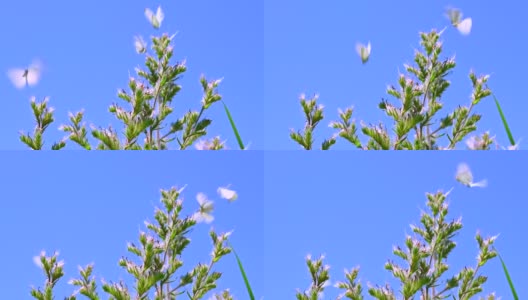 三只白色的蝴蝶在蓝色的天空背景下飞过野花高清在线视频素材下载