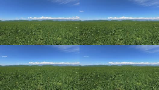 新疆那拉提大草原高清在线视频素材下载