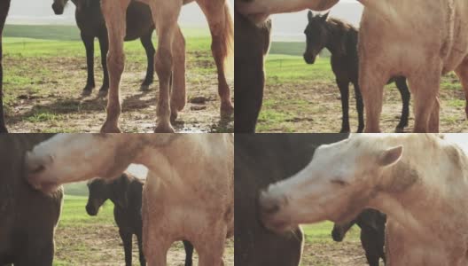 在农场牧场上，马互相用鼻子蹭来蹭去高清在线视频素材下载