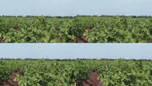 精彩的晴天雨点土豆种植的农田在阳光灿烂的夏日高清在线视频素材下载