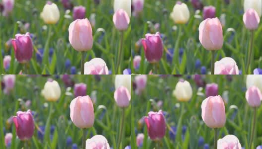 美丽的粉红色和紫色的郁金香盛开在春天的花园里高清在线视频素材下载