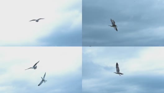 在阴天，海鸥在悬崖上缓慢的飞行高清在线视频素材下载
