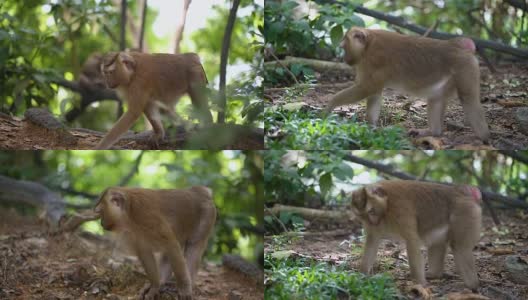 猴子生活在泰国普吉岛的一片天然森林里。高清在线视频素材下载