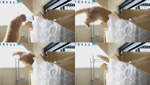 慢动作的波斯猫跳进一个盒子与白色曝光背光高清在线视频素材下载