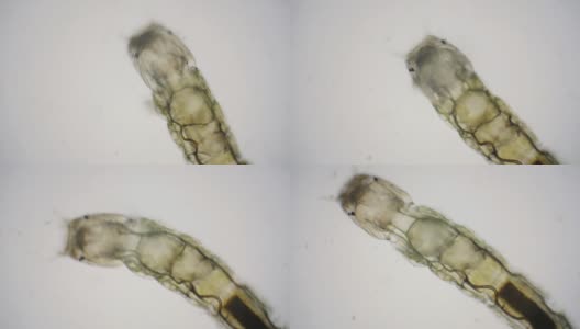 摇蚊或不咬的摇蚊幼虫通过显微镜观察高清在线视频素材下载