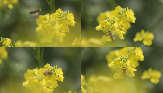 蜜蜂从芥菜花蜜中采集花蜜的慢动作。高清在线视频素材下载