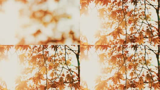 秋天枫树的叶子映着天空高清在线视频素材下载