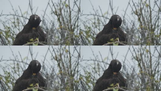 加拉帕戈斯群岛上，一只加拉帕戈斯鹰在埃斯帕诺拉岛梳理毛发高清在线视频素材下载