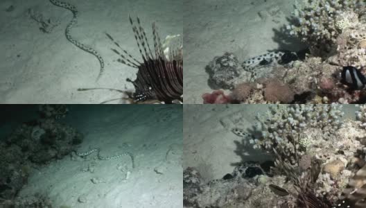 水下放松视频关于海洋自然在纯净透明的红海。高清在线视频素材下载