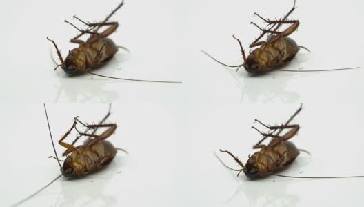 蟑螂被喷上杀虫剂躺在白色的背景上。哮喘和过敏的诱因。用于宣传杀虫剂概念。高清在线视频素材下载